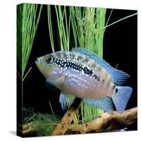 Cichlid Jack Dempsey-null-Stretched Canvas