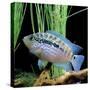 Cichlid Jack Dempsey-null-Stretched Canvas