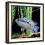 Cichlid Jack Dempsey-null-Framed Premium Photographic Print