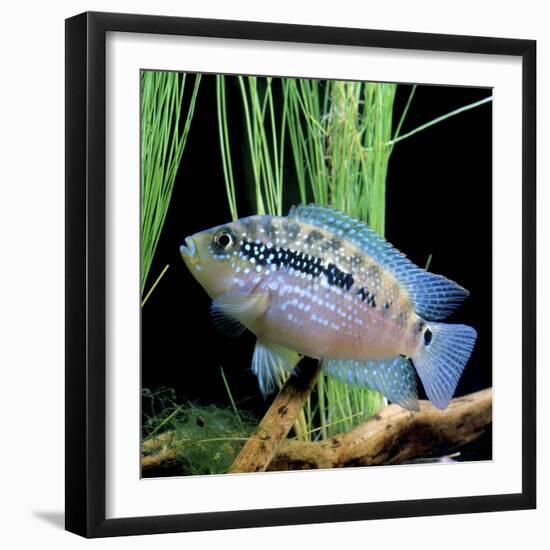 Cichlid Jack Dempsey-null-Framed Premium Photographic Print