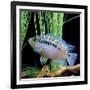 Cichlid Jack Dempsey-null-Framed Photographic Print