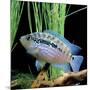 Cichlid Jack Dempsey-null-Mounted Photographic Print