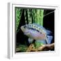 Cichlid Jack Dempsey-null-Framed Photographic Print