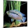 Cichlid Jack Dempsey-null-Mounted Photographic Print