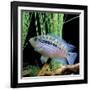 Cichlid Jack Dempsey-null-Framed Photographic Print