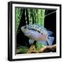 Black Frame