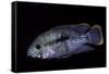 Cichlid-Paul Starosta-Framed Stretched Canvas