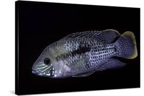 Cichlid-Paul Starosta-Stretched Canvas