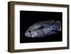 Cichlid-Paul Starosta-Framed Photographic Print