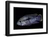 Cichlid-Paul Starosta-Framed Photographic Print