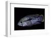 Cichlid-Paul Starosta-Framed Photographic Print