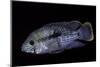 Cichlid-Paul Starosta-Mounted Photographic Print