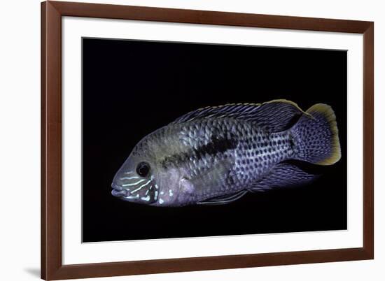 Cichlid-Paul Starosta-Framed Photographic Print