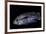 Cichlid-Paul Starosta-Framed Photographic Print