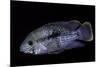 Cichlid-Paul Starosta-Mounted Photographic Print