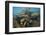 Cichlids (Cichlidae) in Lake Malawi, Malawi, November-Michel Roggo-Framed Photographic Print