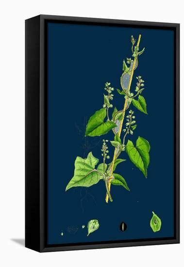 Cichorium Intybus; Wild Succory-null-Framed Stretched Canvas