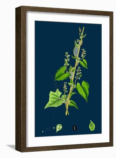 Cichorium Intybus; Wild Succory-null-Framed Giclee Print