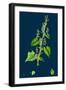 Cichorium Intybus; Wild Succory-null-Framed Giclee Print