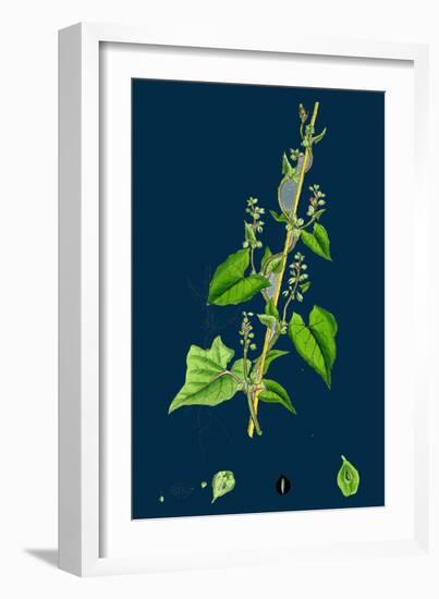 Cichorium Intybus; Wild Succory-null-Framed Giclee Print