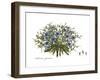 Cichorium spinosum, Flora Graeca-Ferdinand Bauer-Framed Giclee Print