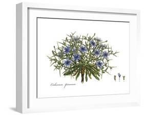 Cichorium spinosum, Flora Graeca-Ferdinand Bauer-Framed Giclee Print