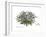 Cichorium spinosum, Flora Graeca-Ferdinand Bauer-Framed Giclee Print