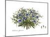 Cichorium spinosum, Flora Graeca-Ferdinand Bauer-Mounted Giclee Print