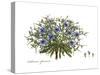 Cichorium spinosum, Flora Graeca-Ferdinand Bauer-Stretched Canvas