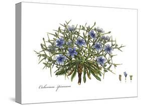 Cichorium spinosum, Flora Graeca-Ferdinand Bauer-Stretched Canvas