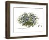 Cichorium spinosum, Flora Graeca-Ferdinand Bauer-Framed Giclee Print