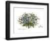 Cichorium spinosum, Flora Graeca-Ferdinand Bauer-Framed Giclee Print