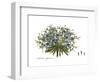 Cichorium spinosum, Flora Graeca-Ferdinand Bauer-Framed Giclee Print