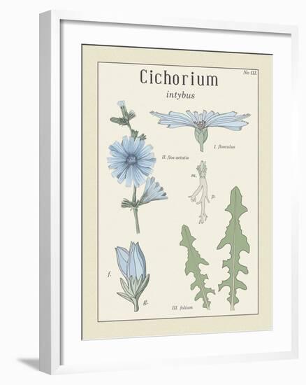 Cichorium-Maria Mendez-Framed Giclee Print