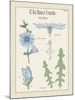 Cichorium-Maria Mendez-Mounted Giclee Print