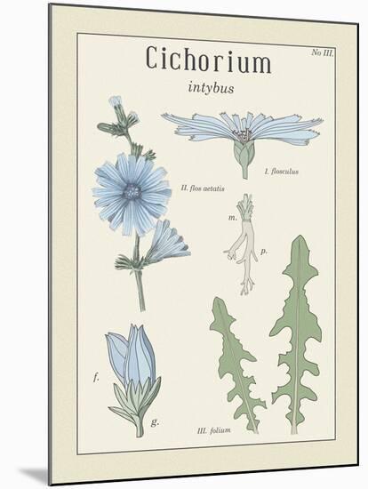 Cichorium-Maria Mendez-Mounted Giclee Print