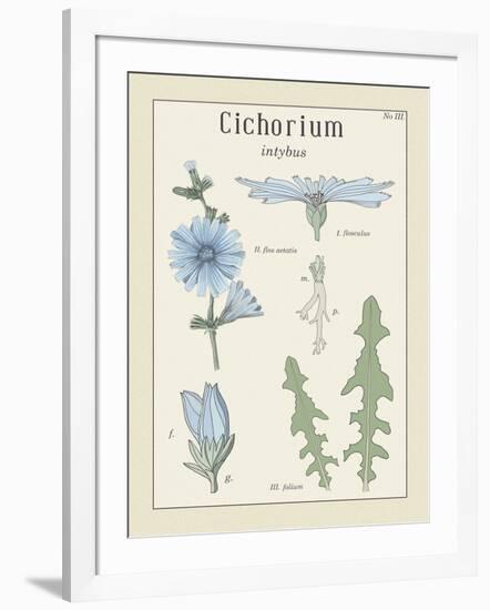 Cichorium-Maria Mendez-Framed Giclee Print