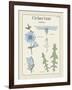 Cichorium-Maria Mendez-Framed Giclee Print