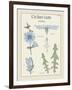 Cichorium-Maria Mendez-Framed Giclee Print