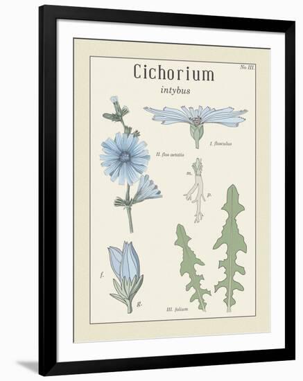 Cichorium-Maria Mendez-Framed Giclee Print