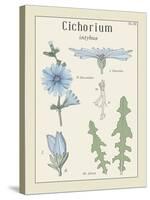 Cichorium-Maria Mendez-Stretched Canvas