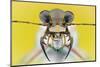 Cicindela Ancocisconensis-Donald Jusa-Mounted Photographic Print