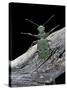 Cicindela Campestris (Green Tiger Beetle)-Paul Starosta-Stretched Canvas