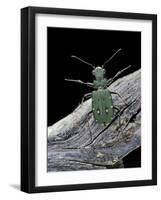 Cicindela Campestris (Green Tiger Beetle)-Paul Starosta-Framed Photographic Print