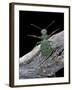 Cicindela Campestris (Green Tiger Beetle)-Paul Starosta-Framed Photographic Print