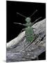 Cicindela Campestris (Green Tiger Beetle)-Paul Starosta-Mounted Photographic Print