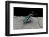 Cicindela Gallica (Tiger Beetle)-Paul Starosta-Framed Photographic Print