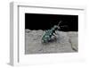 Cicindela Gallica (Tiger Beetle)-Paul Starosta-Framed Photographic Print