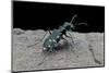 Cicindela Gallica (Tiger Beetle)-Paul Starosta-Mounted Photographic Print