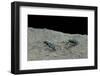 Cicindela Gallica (Tiger Beetle)-Paul Starosta-Framed Photographic Print